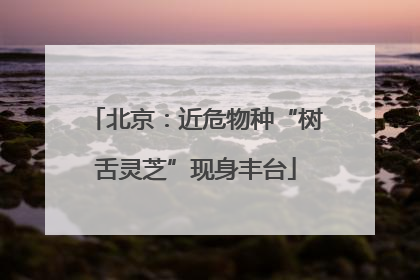 北京：近危物种“树舌灵芝”现身丰台